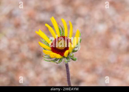 Un unico grande Blanketflower; (Gaillardia aristata) con petali gialli e un centro rosso; fiorisce su uno stelo su uno sfondo sfocato di terra marrone Foto Stock