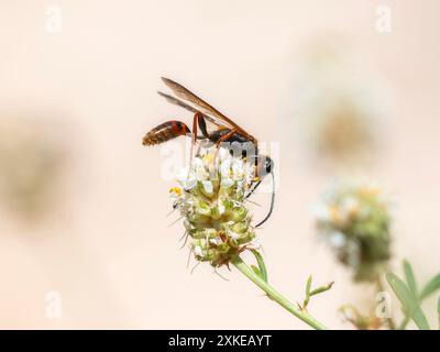 A Great Golden Digger Wasp; Sphex ichneumoneus; è arroccato su un gruppo di fiori selvatici bianchi in Colorado che raccolgono polline. Foto Stock
