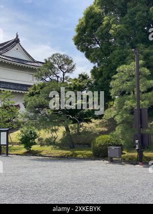 Foto di un Pinus thunbergii, pino nero, pino nero giapponese o pino giapponese a Motorikyu o al castello Moto-Rikyu Nijo a Kyoto, Giappone. Foto Stock