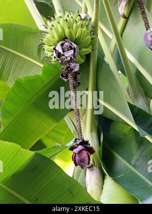 Banana Plant, "St Helena", Musa sp., Musaceae. Alias Helen's Banana e Helen's Hybrid. Dalle colline pedemontane dell'Himalaya orientale. Foto Stock