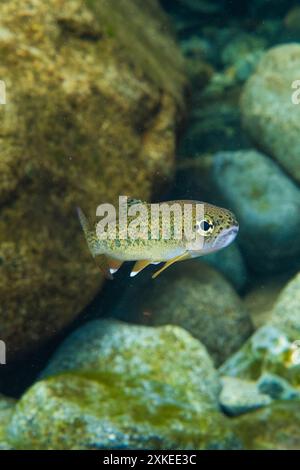 Trota giovanile in un flusso d'acqua fredda. Foto Stock