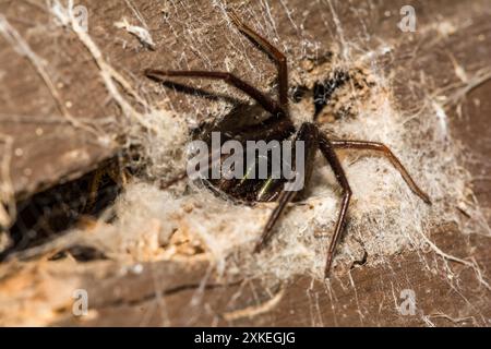 Ragno verde Tube Web - Segestria florentina Foto Stock