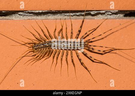 Casa Centipede - Scutigera coleoptrata Foto Stock