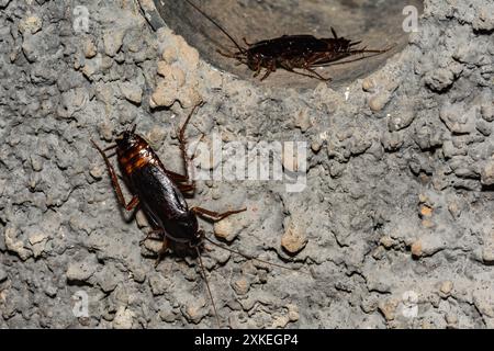 Cockroach orientale - Blatta orientalis Foto Stock