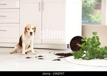 Grazioso cane beagle vicino alla pianta di casa rovesciata e ai sentieri del terreno a casa Foto Stock