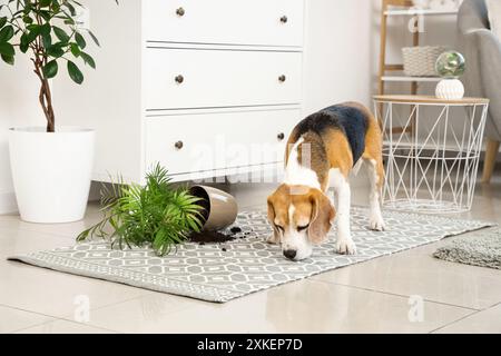 Un bel cane beagle vicino alla pianta rovesciata su un tappeto a casa Foto Stock