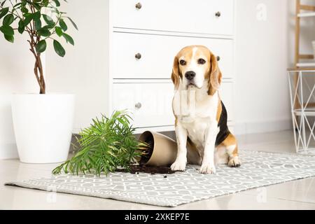 Un bel cane beagle vicino alla pianta rovesciata su un tappeto a casa Foto Stock