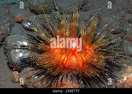 Urchin di mare maculato blu, Astropyga radiata. Noto anche come riccio di mare radiante, riccio rosso, riccio di fuoco, riccio di fuoco falso. Questi sono di colore variabile Foto Stock