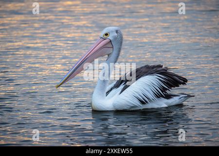 Pellicano australiano al tramonto sul fiume Noosa nel Queensland Foto Stock