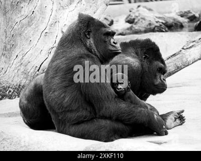 San Francisco, California agosto, 1970 Un ritratto di famiglia della famiglia gorilla, con Little Kwanza che si insinua nella madre. Foto Stock