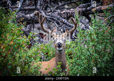 Pascolo dei cervi del mulo del parco nazionale delle Montagne Rocciose Foto Stock