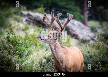 Pascolo dei cervi del mulo del parco nazionale delle Montagne Rocciose Foto Stock