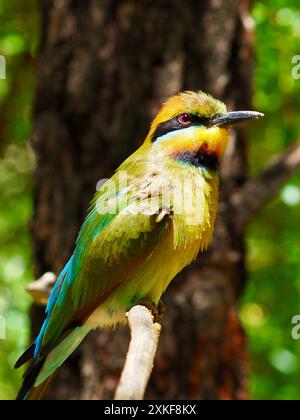 Delizioso e sensazionale mangiatore di api arcobaleno con un brillante piumaggio multicolore. Foto Stock