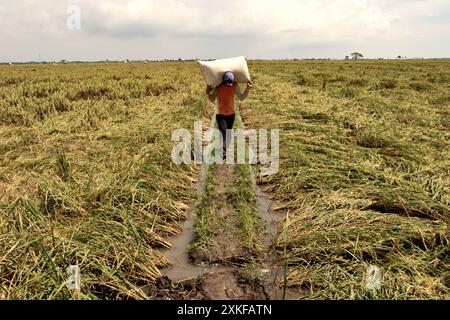 Un contadino porta con sé un sacco pieno di risaie raccolte, mentre cammina su un argine di risaie a Karawang, Giava occidentale, Indonesia. Foto Stock