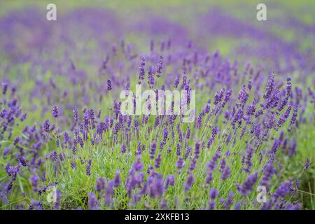 Fiori di lavanda profumati in fiore nel campo. Lavanda (lavandula officinalis). Sfondo con fiori di lavanda sfocati. Foto Stock