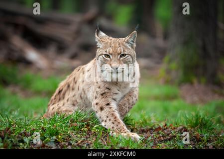 Una lince, un gatto selvatico di medie dimensioni con orecchie appuntite e pelliccia, si trova nell'erba della foresta. La lince cerca potenziali prede o minacce nella sua natura Foto Stock