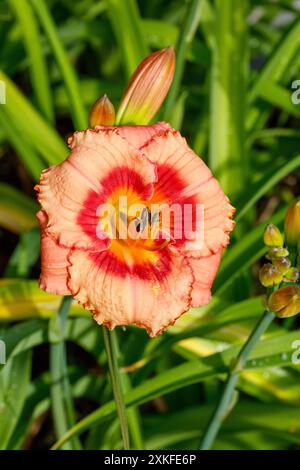 'Sdelle fragole Candy Daylily, Daglilja (Hemerocallis) Foto Stock