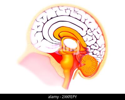 Sezione trasversale del cervello umano su sfondo medico. illusione 3d. Foto Stock