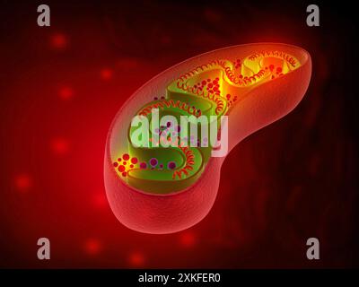 Anatomia mitocondria cellulare. illustrazione 3d. Foto Stock