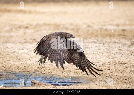 Scatta una foto di un'aquila marziale matura che decolla da una pozza d'acqua Foto Stock