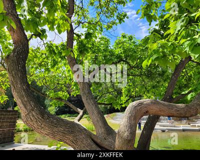 Incarnazione moderna del giardino giapponese a Park Slaski, Chorzów, Polonia, in una giornata di sole dell'estate 2024. Foto Stock