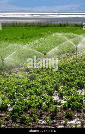 Irrigazione automatica a sprinkler nell'orto. Messa a fuoco selettiva e sfocatura del movimento Foto Stock