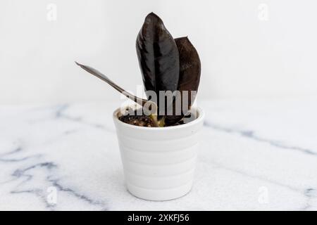 Piccolo impianto Black ZZ nel primo piano del vaso bianco Foto Stock