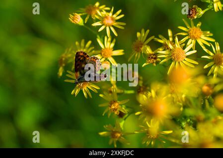 Farfalla di rame sooty su fiori selvatici gialli in un prato illuminato dal sole. Foto Stock