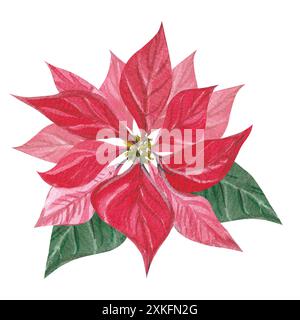 Fiore rosso poinsettia. Illustrazione ad acquerello natalizio. Piante invernali trafilate a mano. Elemento decorativo isolato di Capodanno in formato PNG Foto Stock