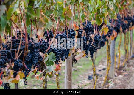 Vitigni autunnali nei pressi di Cubillo de Ebro, Valderredible, Cantabria, Spagna. Foto Stock