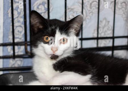 In una gabbia, un gatto domestico pantaloncini bianchi e neri con baffi osserva la macchina fotografica attraverso una finestra. Il gatto appartiene alla famiglia Felidae Foto Stock