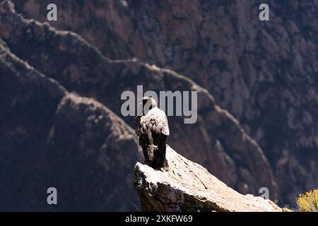 a guardare un condor Foto Stock