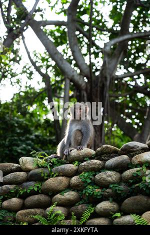 Moneky è seduto su una stonewall Foto Stock