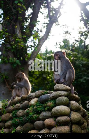 Moneky è seduto su una stonewall Foto Stock
