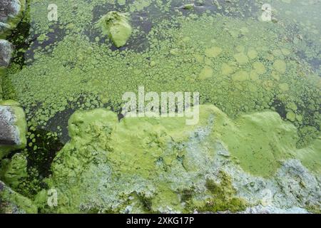 Vista generale delle concentrazioni di alghe Blue Green sulle rive del Lough Neagh nel Co Antrim. Data foto: Martedì 23 luglio 2024. Foto Stock