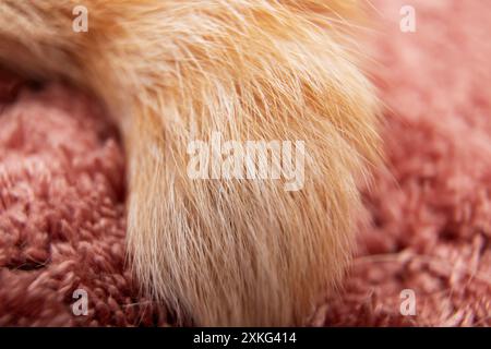 Un'immagine dettagliata che cattura la zampa di un gatto che poggia delicatamente su un tappeto rosa tenue, sottolineandone la natura delicata e il comportamento pacifico Foto Stock