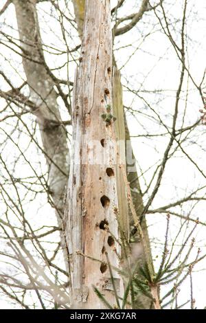 Picchi di picchi, colle, piccoletti (Picidae), molti buchi di picchi di picchi in un tronco di alberi morti, Germania Foto Stock