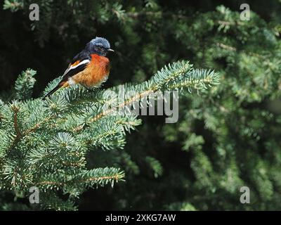 Arrosto dalla gola bianca (schisticeps di fenicuro), seduto su una conifera, Cina, Qinghai, altopiano tibetano Foto Stock