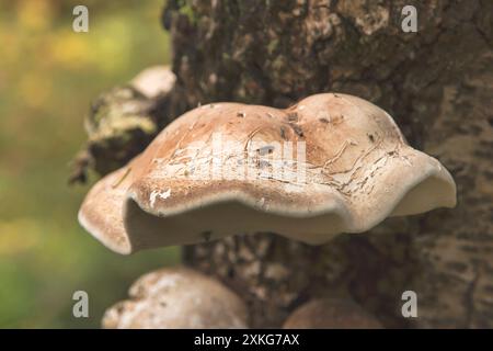 Politoro di betulla, staffa di betulla, strop di rasoio (Fomitopsis betulina, Piptoporus betulinus), presso il tronco di betulla, Germania Foto Stock