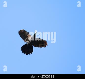 Piccione dalla faccia bianca, colomba cucù dalla faccia bianca, colomba dalla faccia bianca (Turacoena manadensis), in volo dal basso, Indonesia, Sulawesi, Isole Togian Foto Stock