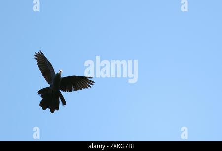 Piccione dalla faccia bianca, colomba cucù dalla faccia bianca, colomba dalla faccia bianca (Turacoena manadensis), in volo dal basso, Indonesia, Sulawesi, Isole Togian Foto Stock