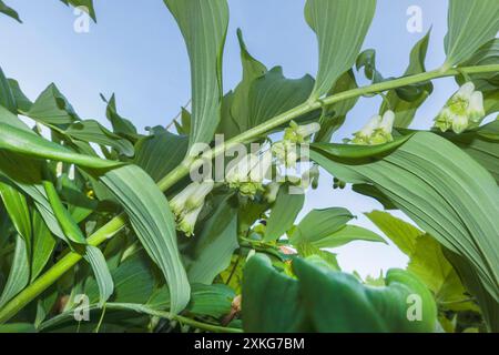 La foca di salomano eurasiatico, il sigillo di Salomone, l'arpa di Davide, la scala verso il cielo, il sigillo di Salomone eurasiatico (Polygonatum multiflorum), i fiori, Germania, Lower sa Foto Stock