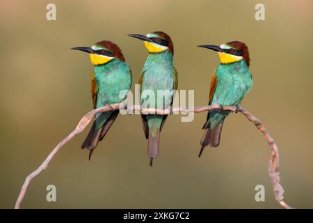 Mangiatore di api europeo (Merops apiaster), tre mangiatori di api che si aprono insieme su un ramo, Italia, Toscana, piana fiorentina; Renai di Signa Foto Stock