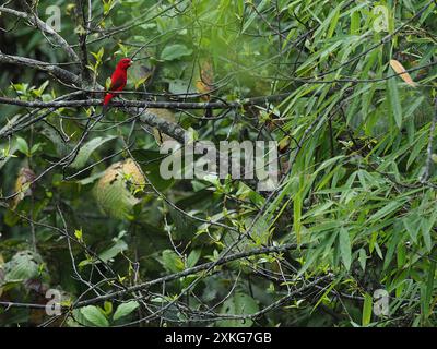 scarlet finch (Carpodacus sipahi, Haematospiza sipahi), uomo colorato appollaiato su un ramo, India Foto Stock