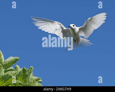 Terna bianca (Gygis alba), in volo, Polinesia francese Foto Stock