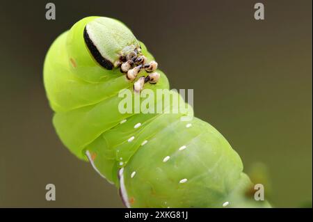 Falco privet, falena di falco privet (Sphinx ligustri), bruco parassitario, vista laterale, Germania, Meclemburgo-Pomerania occidentale Foto Stock