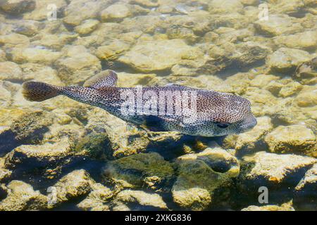 Porcospino comune, porcospino maculato, porcospino (Diodon hystrix), nuoto in acque poco profonde, USA, Hawaii, Big Island Foto Stock