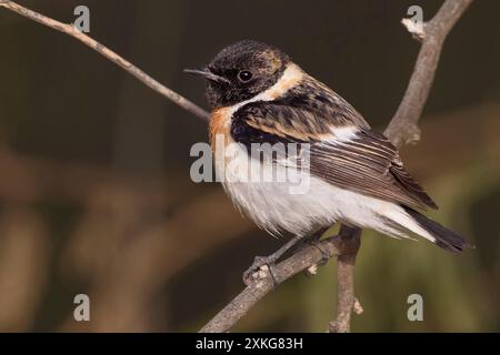 Pietra siberiana, pietra asiatica (Saxicola maurus variegatus, Saxicola variegatus), seduta su un ramo, Kuwait, al Abraq Foto Stock