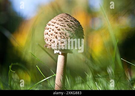 parasol (Macrolepiota procera, Lepiotia procera), giovane corpo fruttato con cappello sferico chiuso, vista laterale, Germania Foto Stock