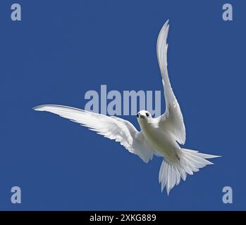 Terna bianca (Gygis alba), in volo, Polinesia francese Foto Stock